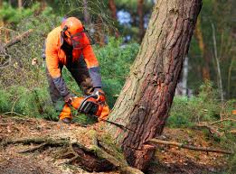 Trusted New Pekin, IN Tree Removal and Landscaping Services Experts